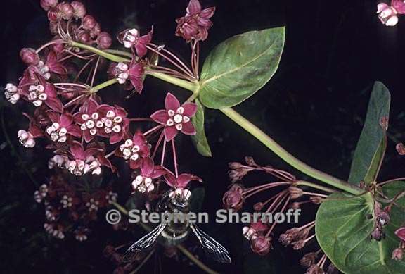 asclepias cordifolia 3 graphic